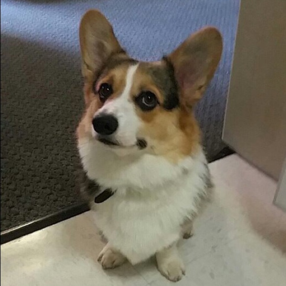 Meet your Posher, Janine